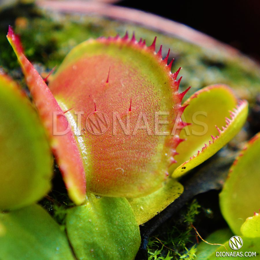 Dionaea Muscipula private collection "DIONAEAS" International Delivery