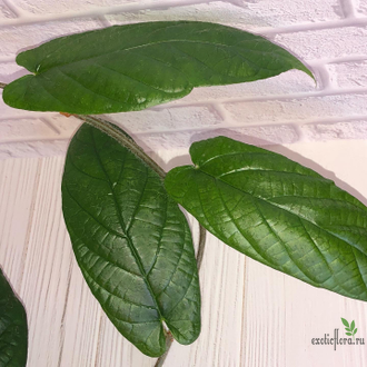 Ficus sp.(T25) aff villosa (big leaf) / фикус виллоза крупный лист