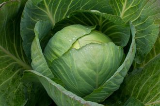 Капуста Московская поздняя