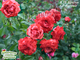 Плетистые розы - Сорт Брауни (GP Brownie).