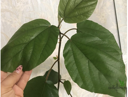 Ficus Sp. / фикус природник