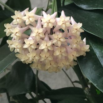 Hoya thuathienhuensis