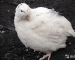 Яйцо перепелов инкубационное порода Техасский белый бройлер