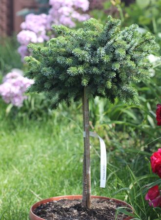 Ель ситхинская Зильберцверг (Picea sitchensis Silberzwerg)  PA-60-80/5л