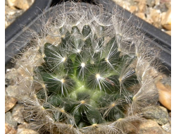 Mammillaria aureilanata - 5 семян