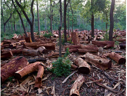 Розовое дерево эфирное масло