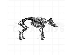 штамп винтажный анатомический скелет свиньи