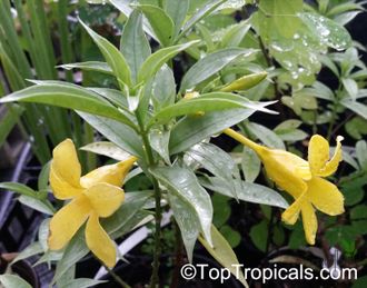 Алламанда карликовая (Allamanda sp.‘Silver leaf’ (yellow flower)