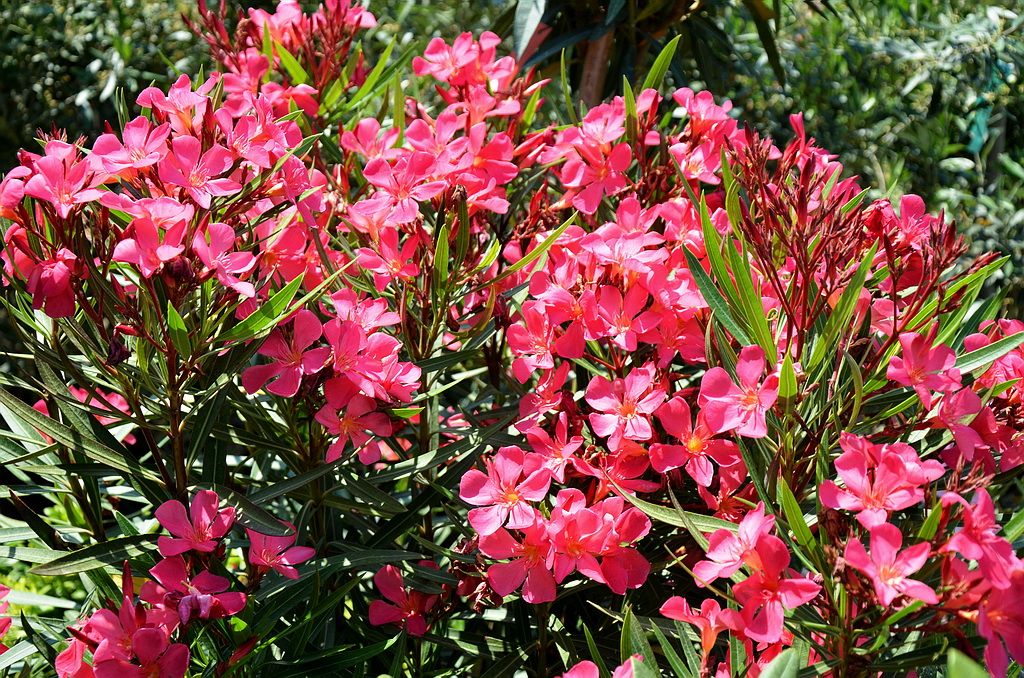 Bunga mentega Nerium oleander Nelindah Flickr