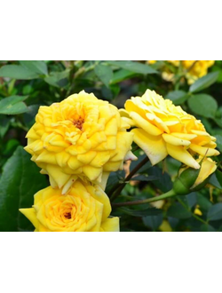 Зонненкинд (Sonnenkind ) роза С2, корнесобств