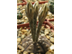 Gymnocalycium ragonesei L 472