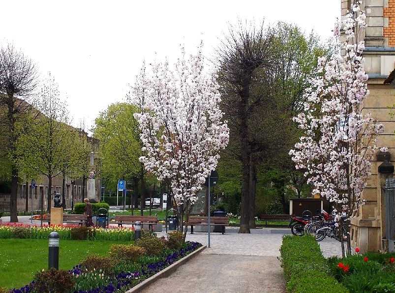 ВИШНЯ - Вишня мелкопильчатая Amanogawa (Сакура)