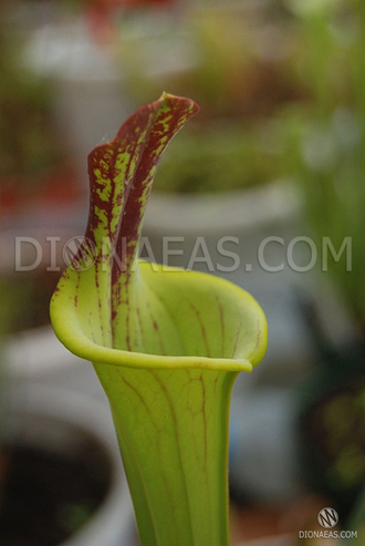 Sarracenia Lidless