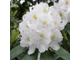 Альбум рододендрон гибридный (Rhododendron hybrid Album)