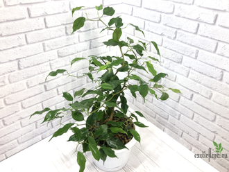 Ficus Benjamina Wiandi / фикус вианди