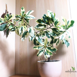 Ficus Microcarpa albomarginata / фикус микрокарпа вариегатный альба