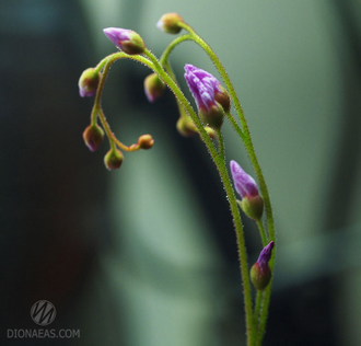 Drosera sp. South Africa