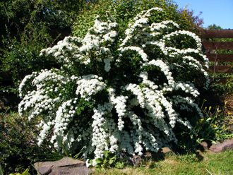 Вангутта спирея (Spiraea Vanhouttei) (30-40/3л)