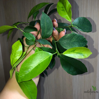 Ficus Microcarpa (Retusa) Mutabilis / фикус ретуза мутабилис
