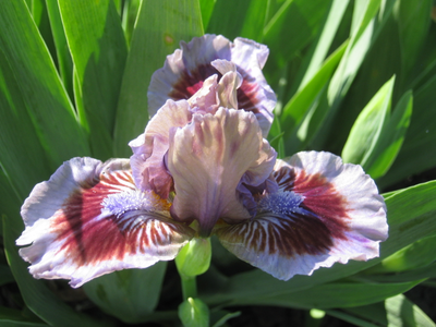 ПОУЗИНГ (POSING)Блайз ’04