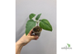 Ficus Palmeri каудексный (из семян) / фикус Палмери