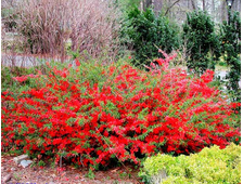 Хеномелес (Айва)