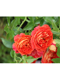 Старлет Роуз Кармен (Starlet®-Rose Carmen) роза С2, корнесобств