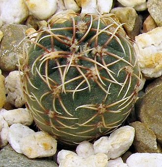 Gymnocalycium amerhauseri v. altagraciense GN 1054