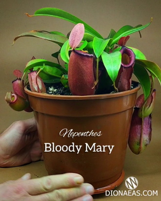 Непентес Кровавая Мэри | Nepenthes Bloody Mary