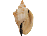 Festilyria festiva, shell, voluta, фестилирия фестива, волюта, океанская, морская, ракушка, раковин