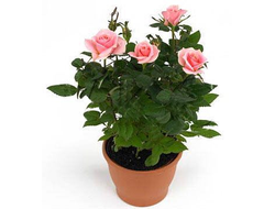 Горшечное растение (№12 010) Роза "Parad"