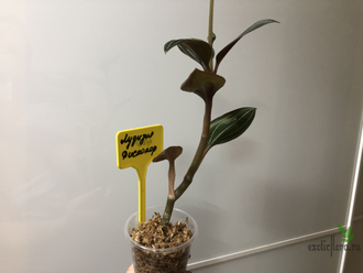 Драгоценная орхидея лудизия Дисколор (Гемария)