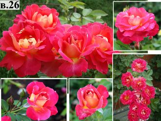 Плетистые розы - Сорт Декор Арлекин (Decor Arlequin).