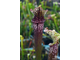 Sarracenia hybrid 16