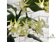 Hoya Multiflora albomarginata