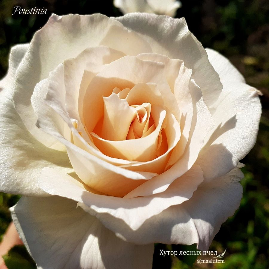 Rose Poustinia  Роза Паустиния