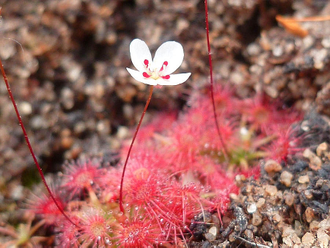 Drosera "Pygmaea"