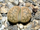 Lithops gesinae v.annae C078 - 10 семян