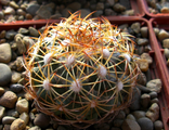 Coryphantha cornifera RUS 069