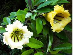 Соландра крупноцветковая / Solandra grandiflora
