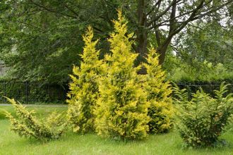 Туя западная Голден Брабант (Thuja occidentalis Golden Brabant)