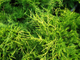 Голд Стар можжевельник средний (Juniperus media Gold Star)