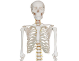 Skeleton anatomical, skull, скелет, анатомический, череп, кости, 170см, скелет человека, медицинский
