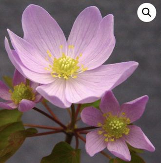 Anemonella thalictroides &quot;Big JP&quot;