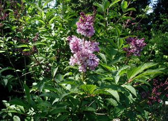 Венгерская сирень (Syringa josikaea)