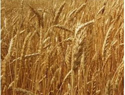 Стиль 18 семена озимой пшеницы