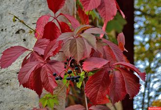 Виноград девичий С2