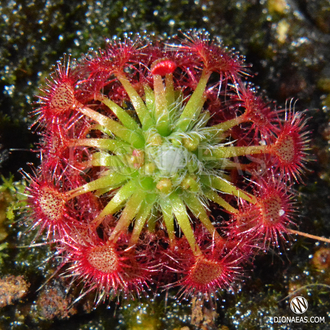 Drosera "Occidentalis var. microscapa"