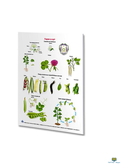 Комплект плакатов «Комплект плакатов «Растениеводство»