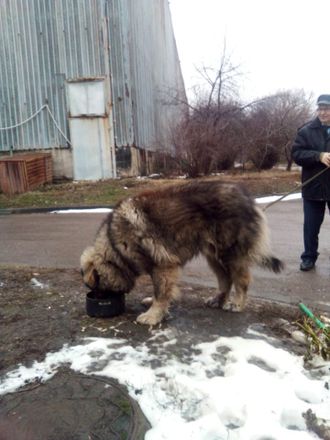 собака Толстый в дар